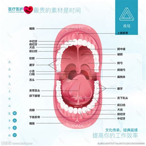 嘴巴器官|口腔结构高清图